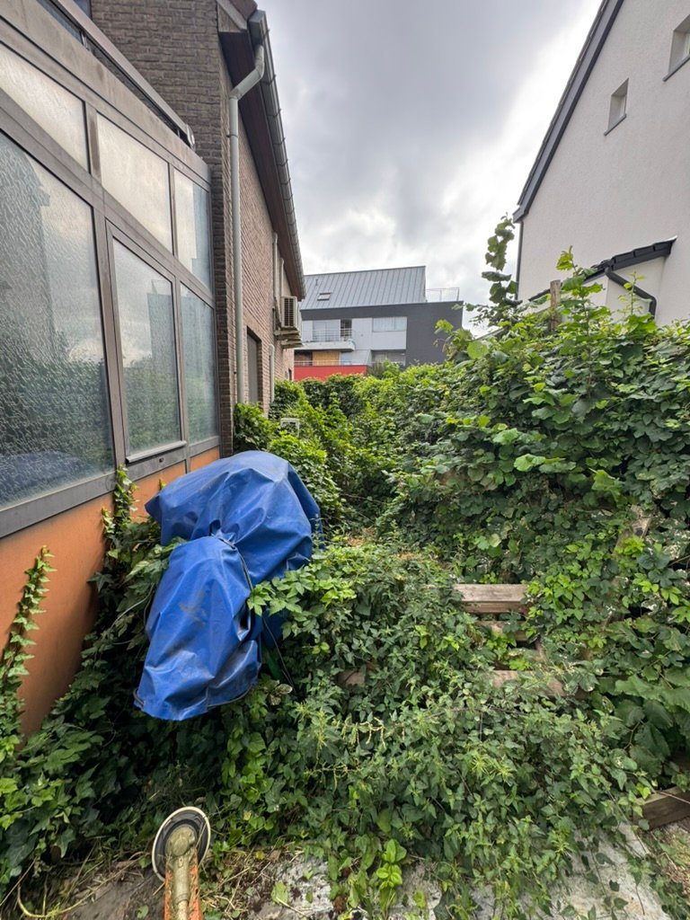 Avant, Remise en état, bambous & envahissants